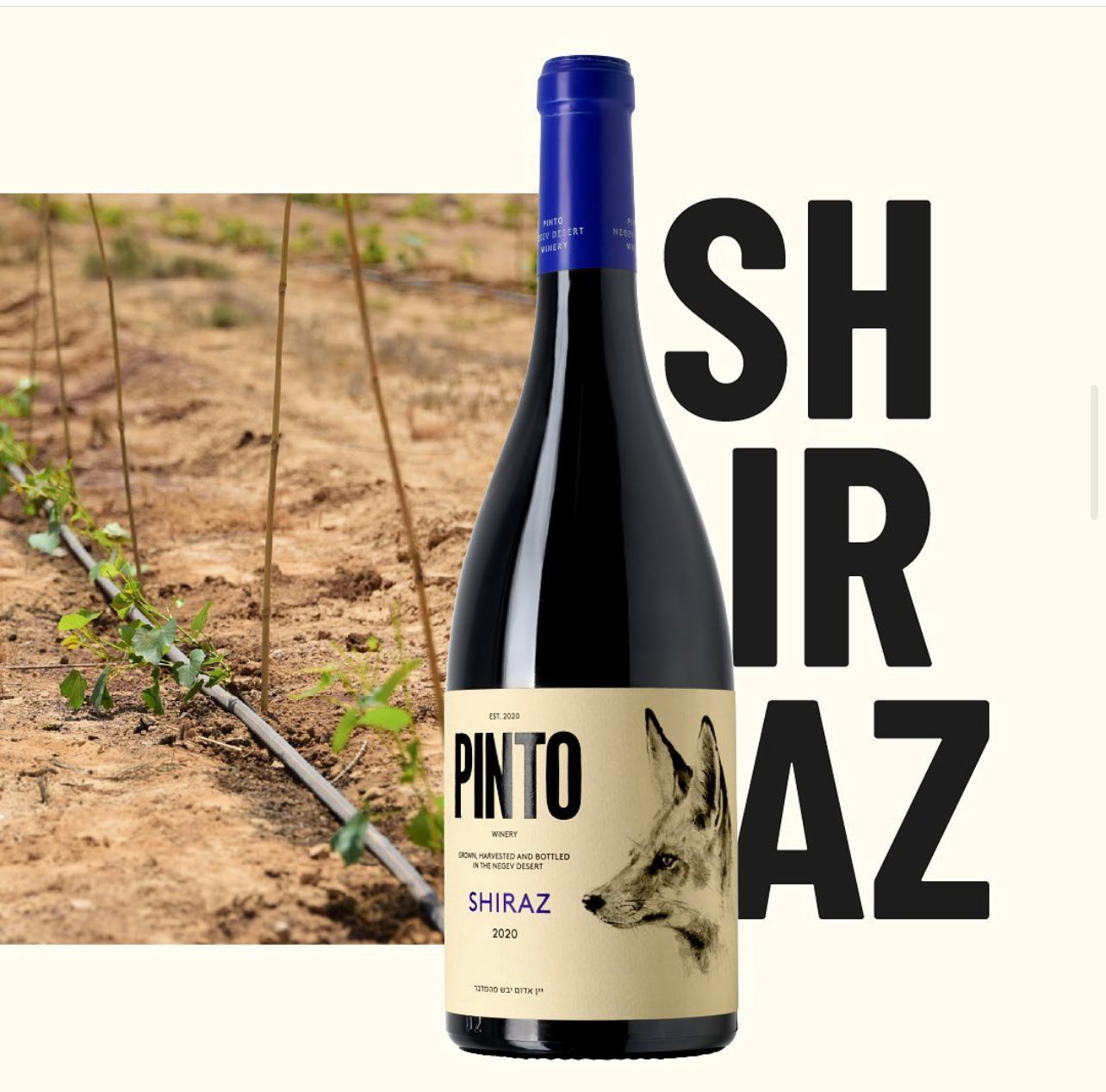 Pinto Shiraz