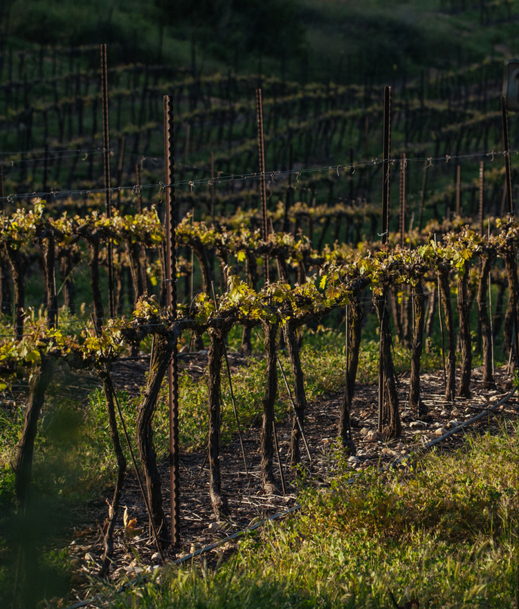 Wines & Vines Cellars / Wines and Vines Cellars