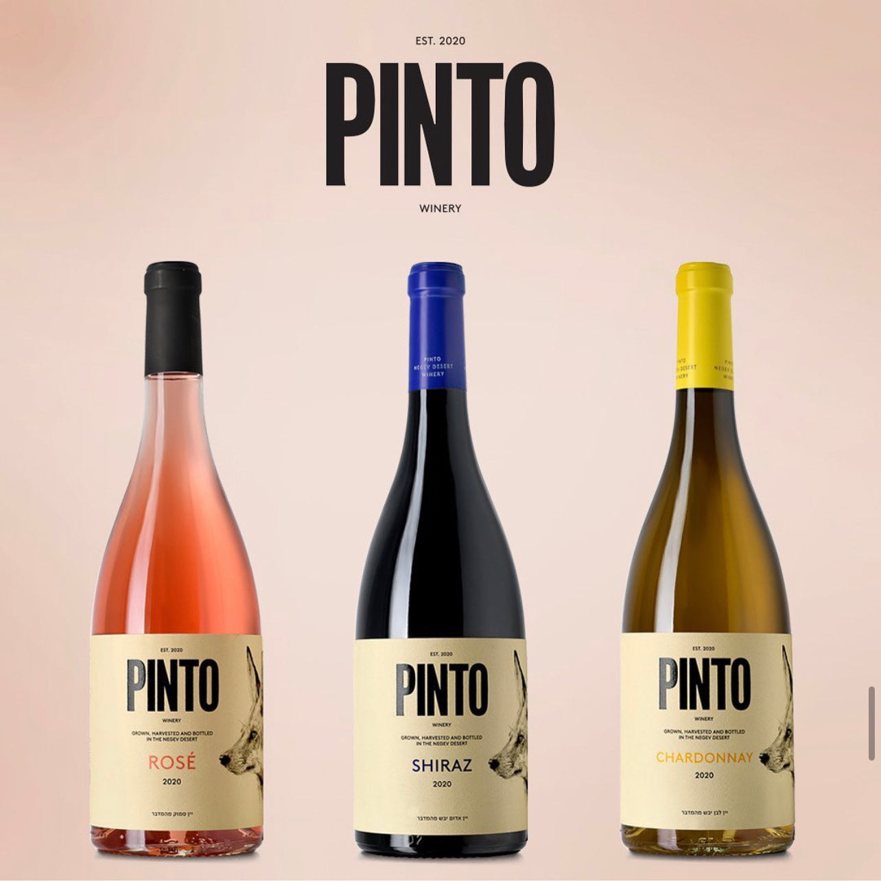 Pinto Shiraz 2022